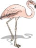 Flamingo With Shadow Clip Art